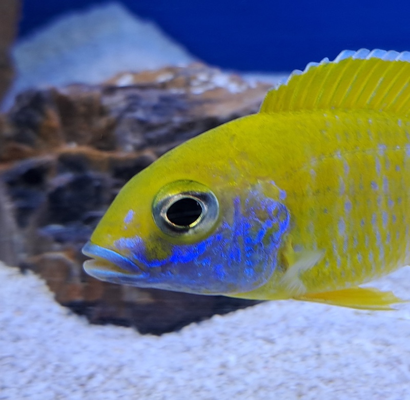 Aulonocara baenschi 'Nkhomo Reef'